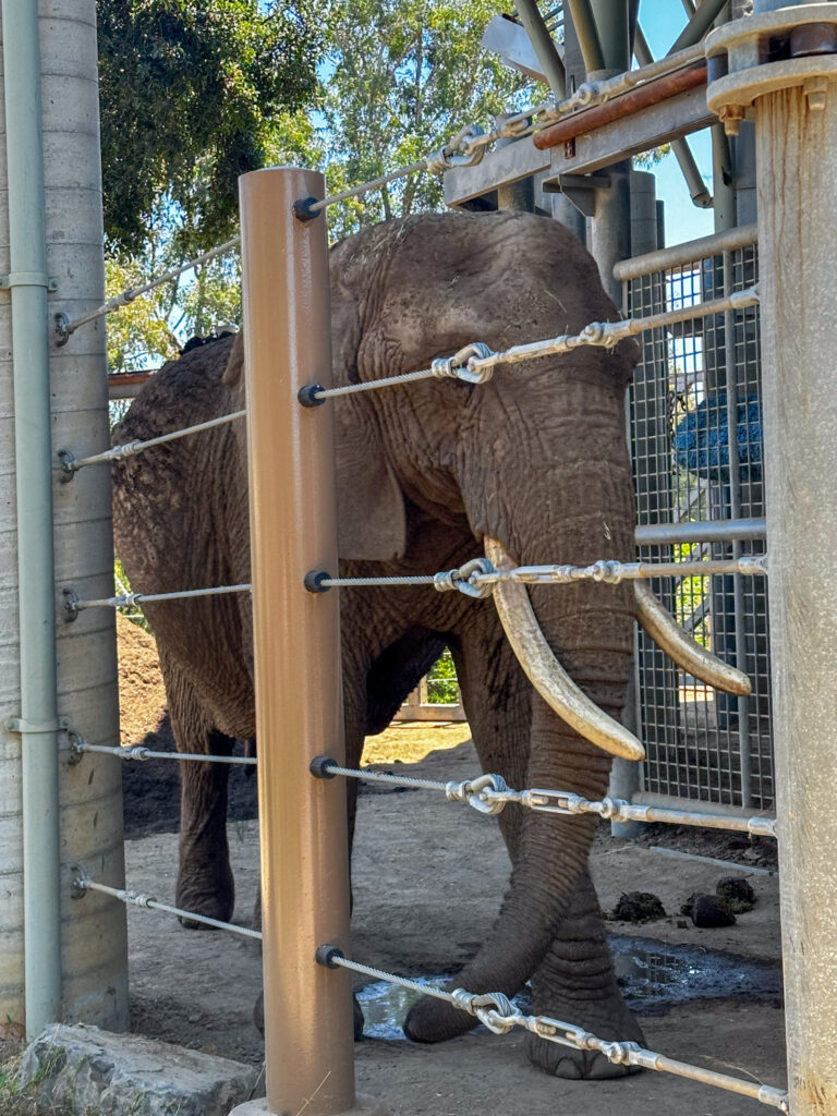 elephant pedicure
