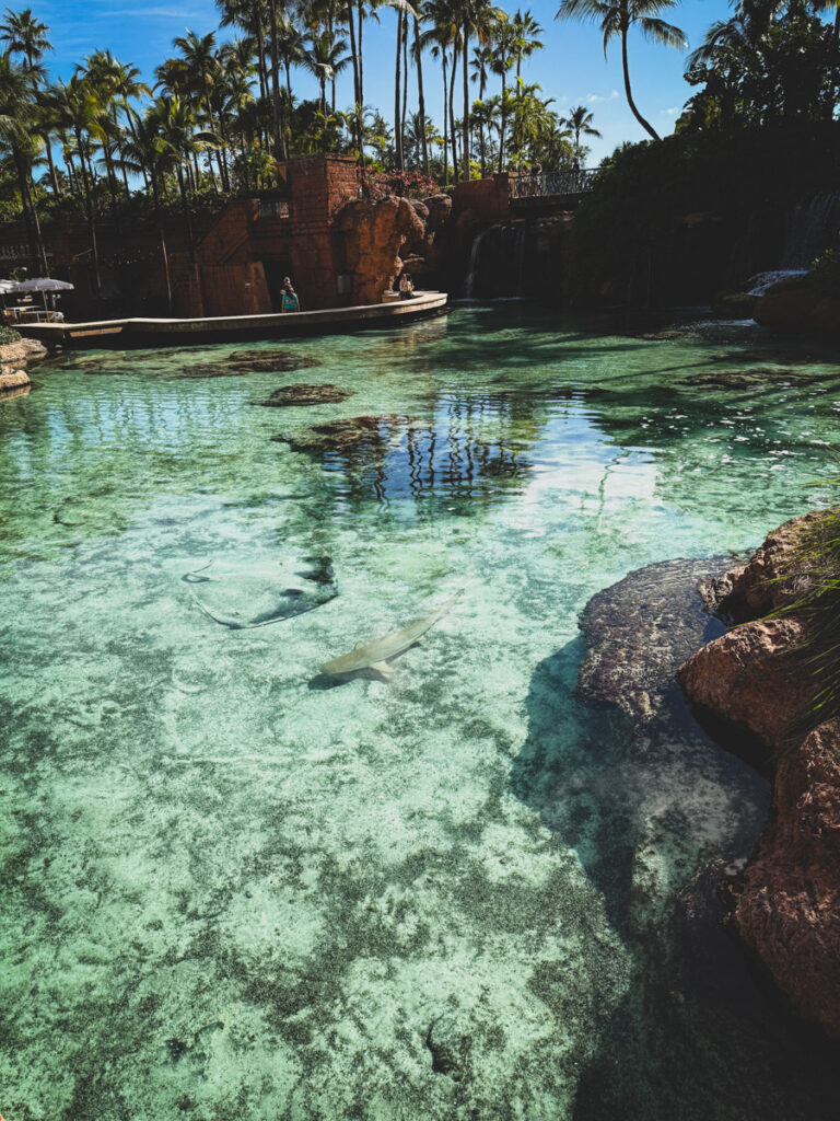 sharks and turtles sharks and turtles