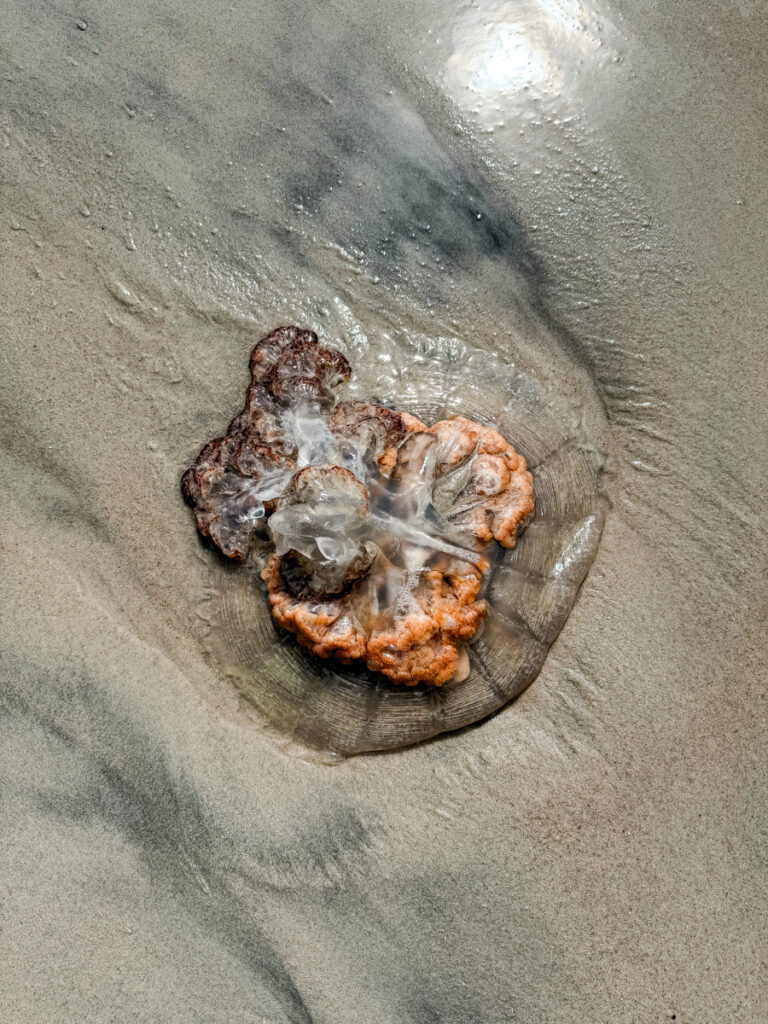 jellyfish jellyfish