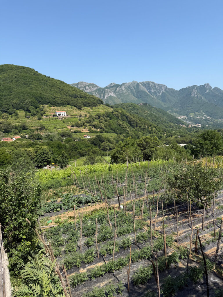 Cantine Ida Giordano Vineyard Cantine Ida Giordano Vineyard