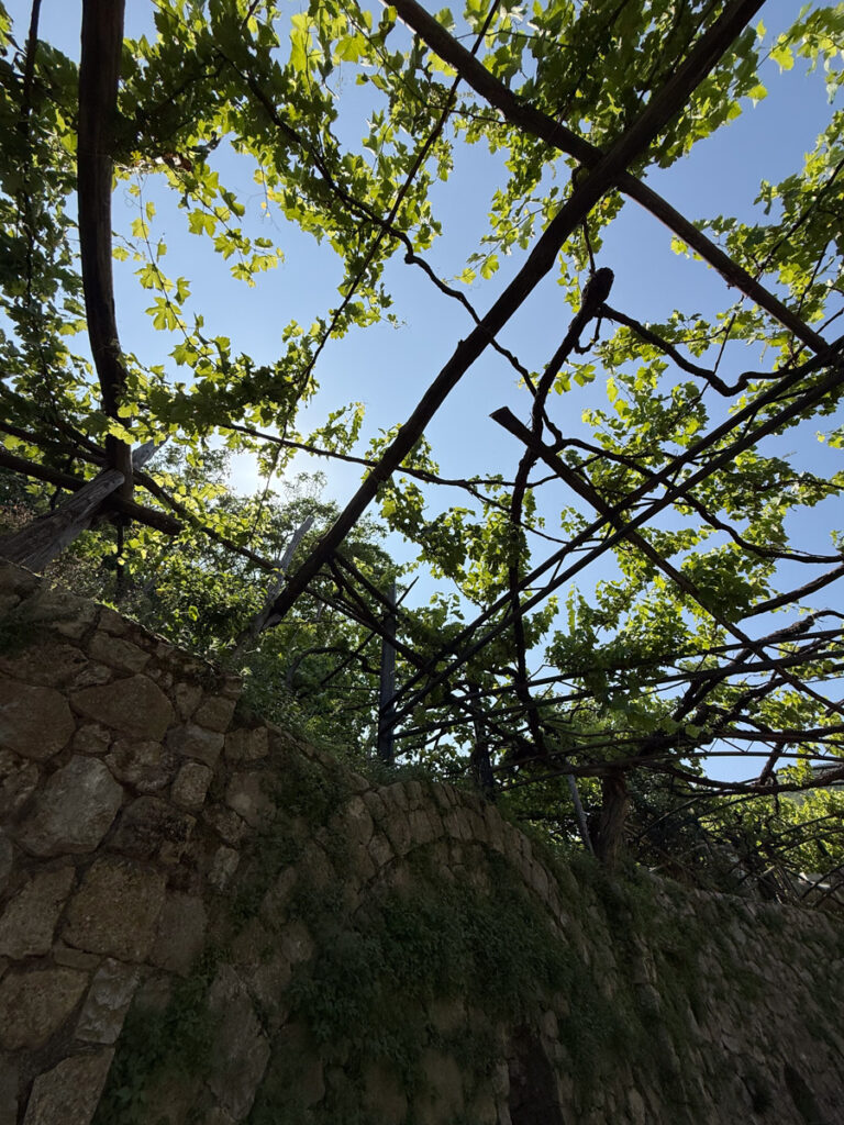 300 year old vines 300 year old vines!