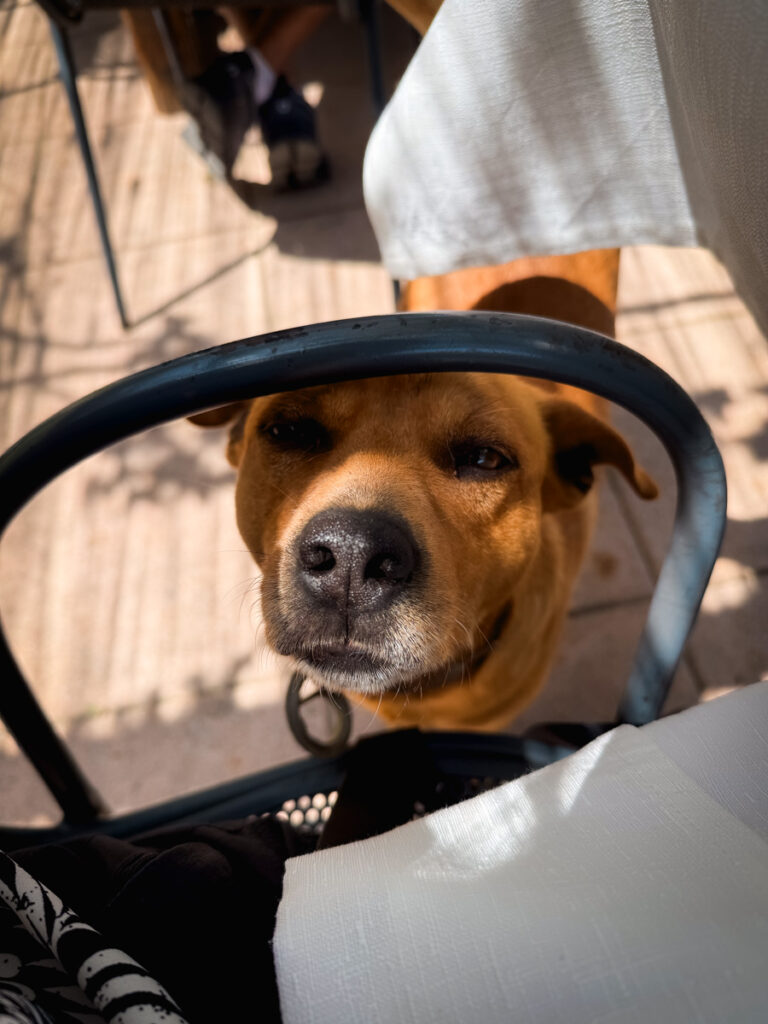 dog dog